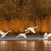 Instants Nature - A tire d'aile à la réserve de Malzoné