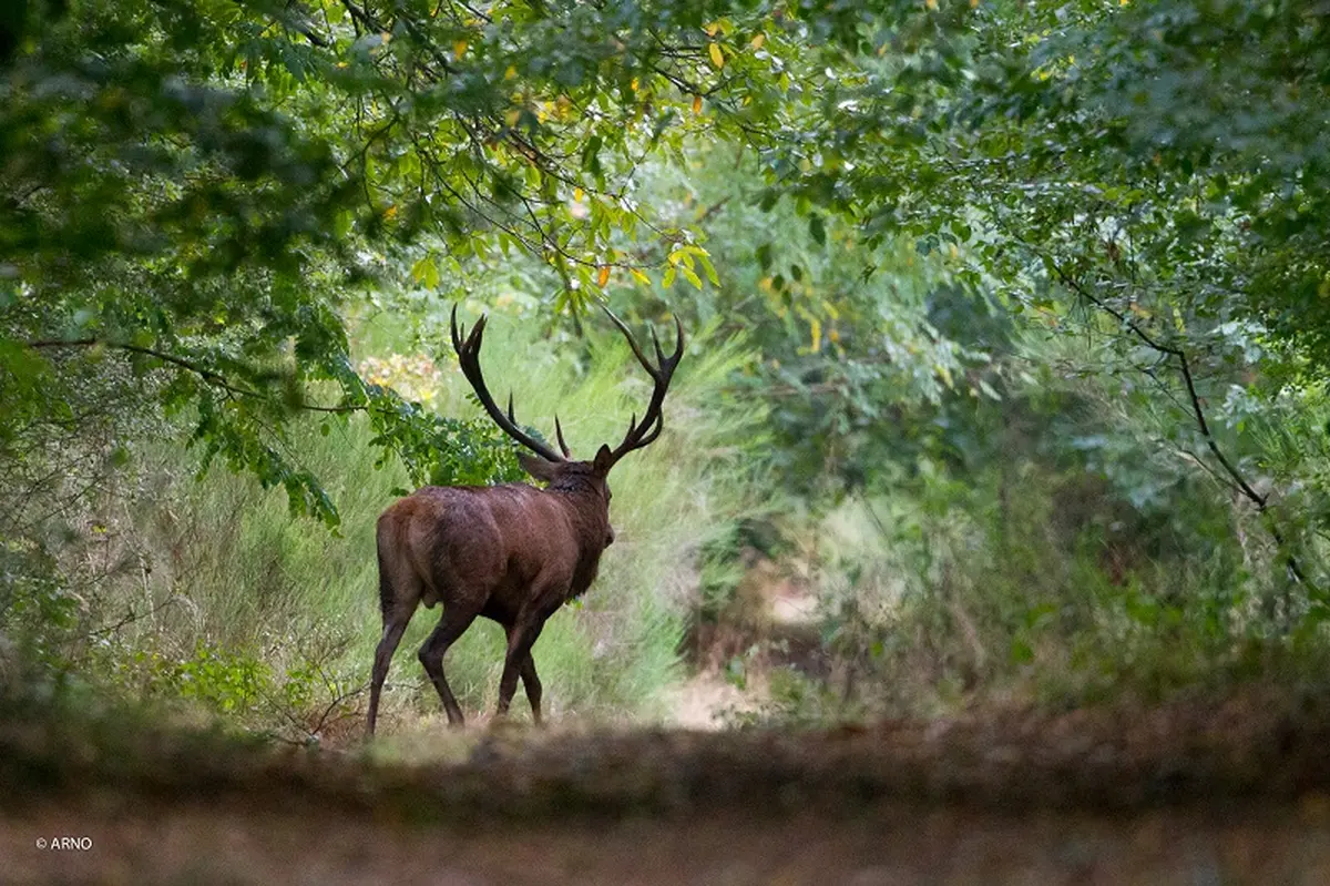 Instants Nature - Au choeur du brame
