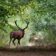 Instants Nature - Au choeur du brame