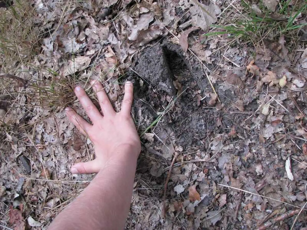 Instants Nature - Sentier Traces et indices  à la Maison de la Chasse et de la Nature