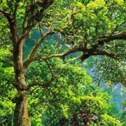 Intelligences artificielles