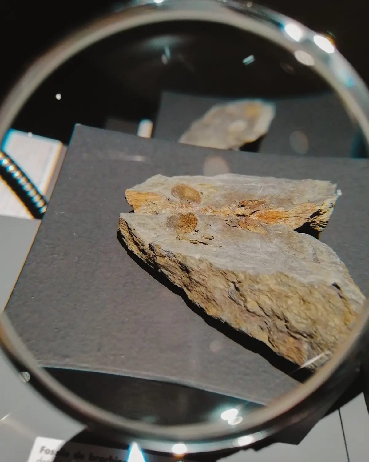 Intervention d'Ammonite 50 dans l'exposition Le monde fascinant des fossiles