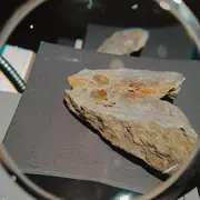 Intervention d'Ammonite 50 dans l'exposition Le monde fascinant des fossiles