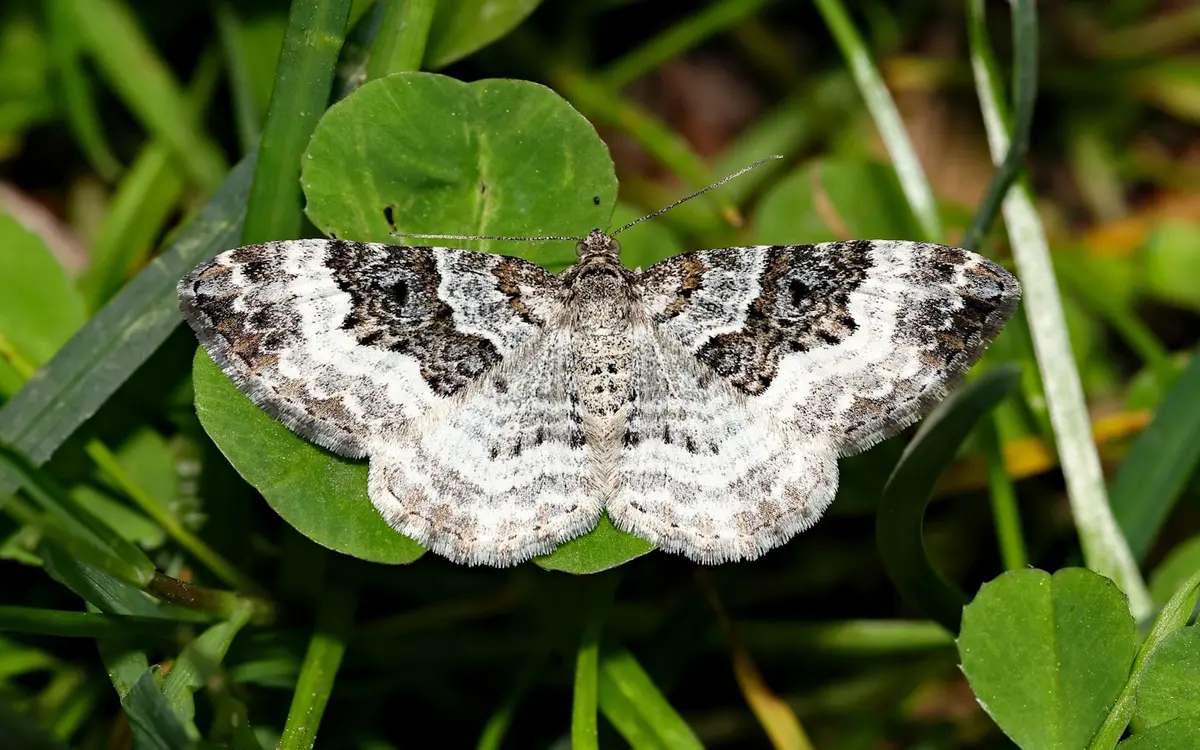 Inventaire des papillons de nuit