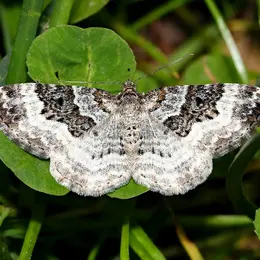 Inventaire des papillons de nuit