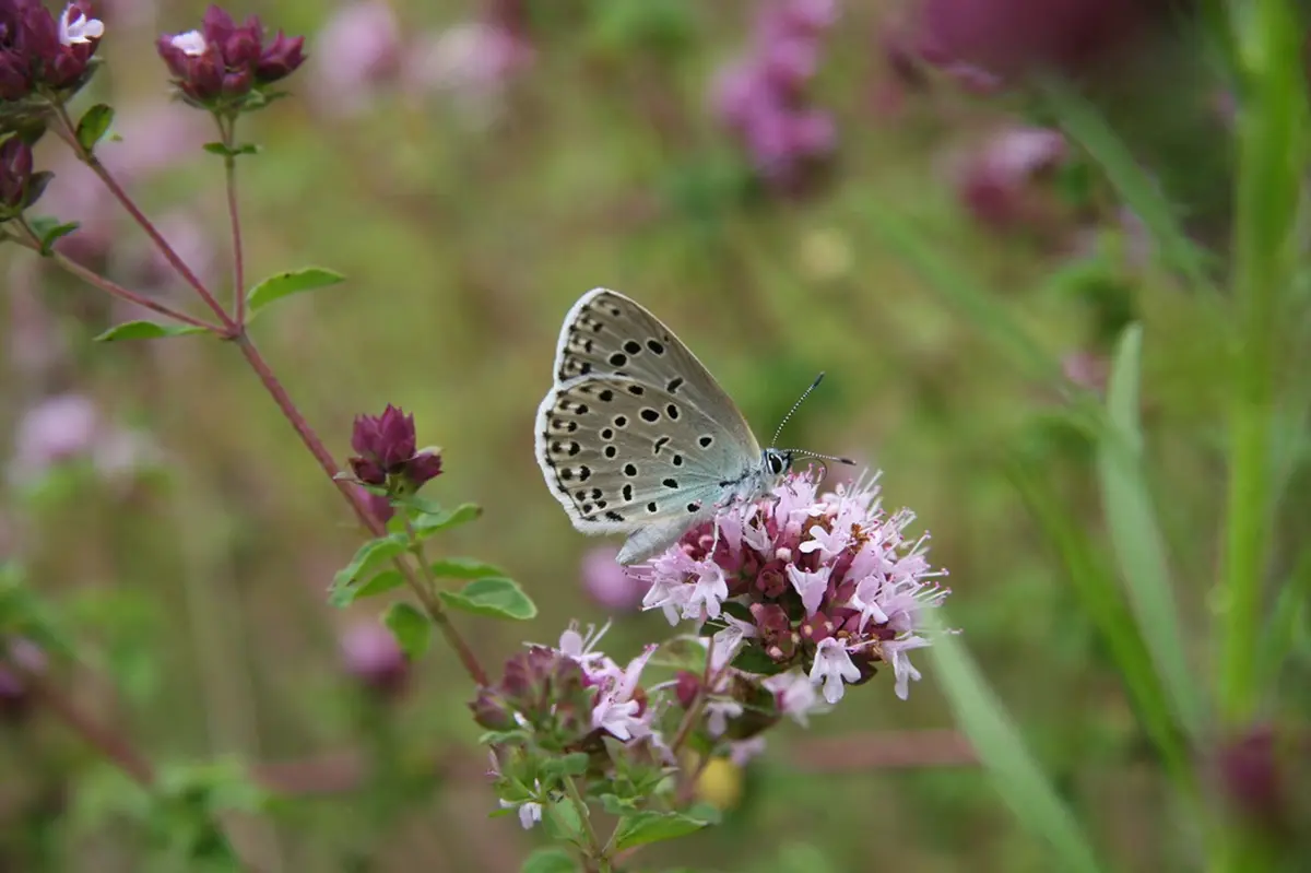 Inventaire floristique du Mas du Roule