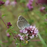Inventaire floristique du Mas du Roule