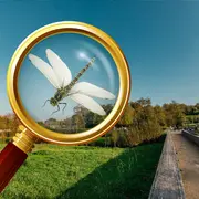 Inventaire participatif sur les libellules au Maharin