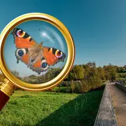 Inventaire participatif sur les papillons au Maharin