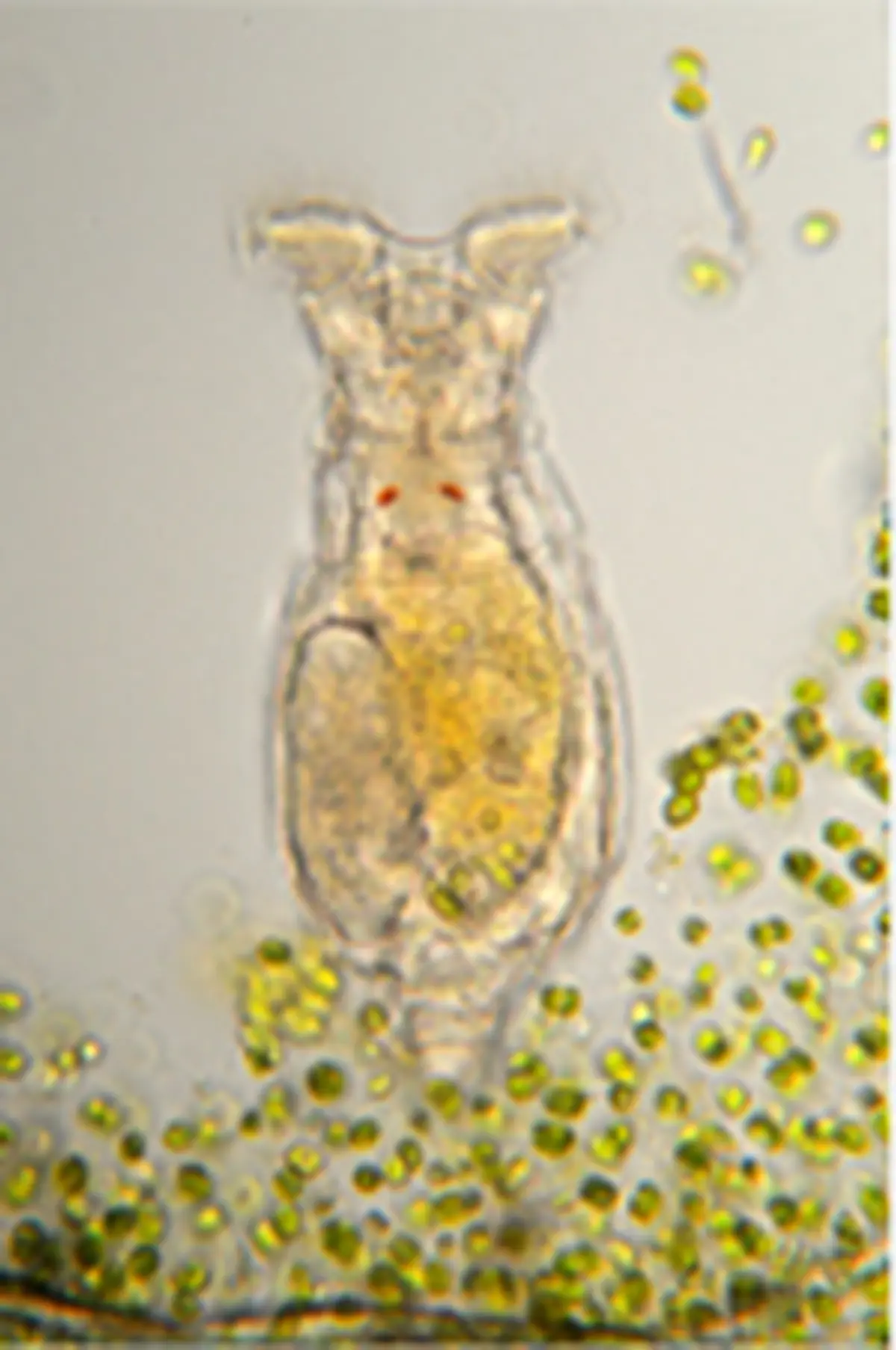 Invisible Biodiversité