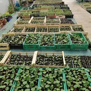 J'apprends à faire mes semis de légumes