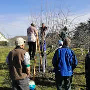 J'apprends à tailler les arbres fruitiers