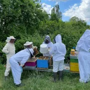 J\'apprends l\'apiculture avec l\'Abeille Cubzaguaise