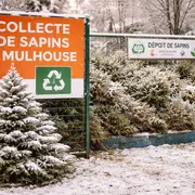 Janvier 2026 : où jeter son sapin de Noël à Mulhouse ?🎄