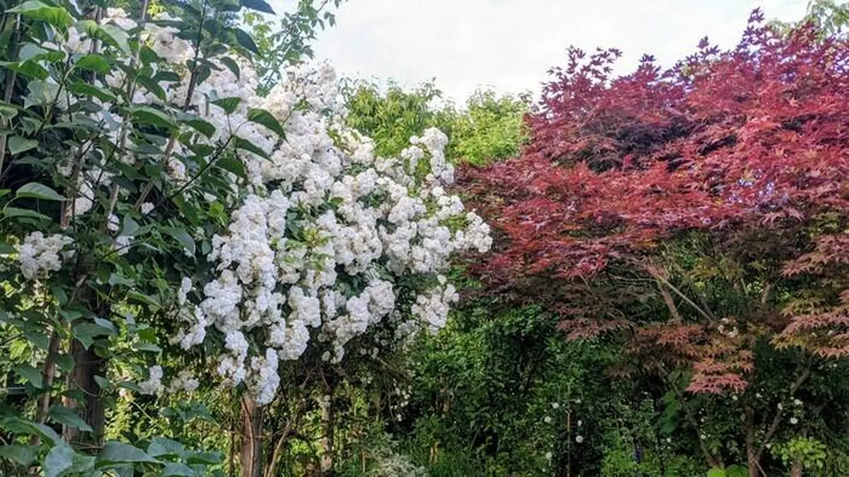 Jardin aux oiseaux (parcours sensoriel) - Rendez-vous aux jardins