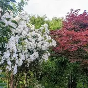 Jardin aux oiseaux (parcours sensoriel) - Rendez-vous aux jardins