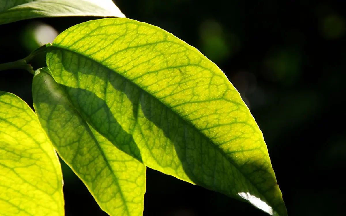 Jardin botanique littoral : À la découverte des feuilles
