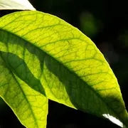 Jardin botanique littoral : À la découverte des feuilles