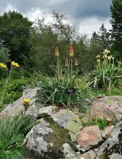 Jardin d'altitude du Haut Chitelet