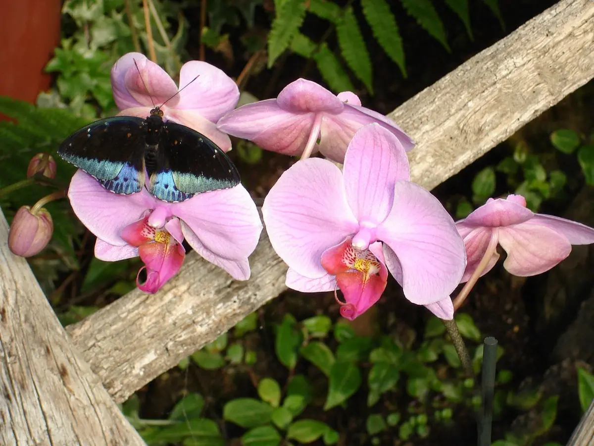 Jardin des Papillons