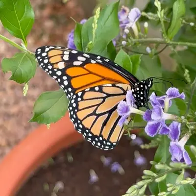 Le paradis des amoureux des papillons 🦋