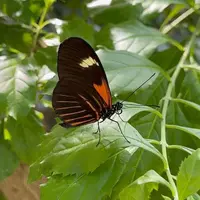 Jardin des Papillons &copy; Céline Zimmermann