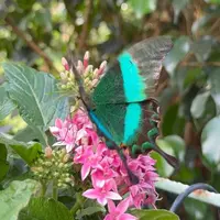 Jardin des Papillons &copy; Céline Zimmermann