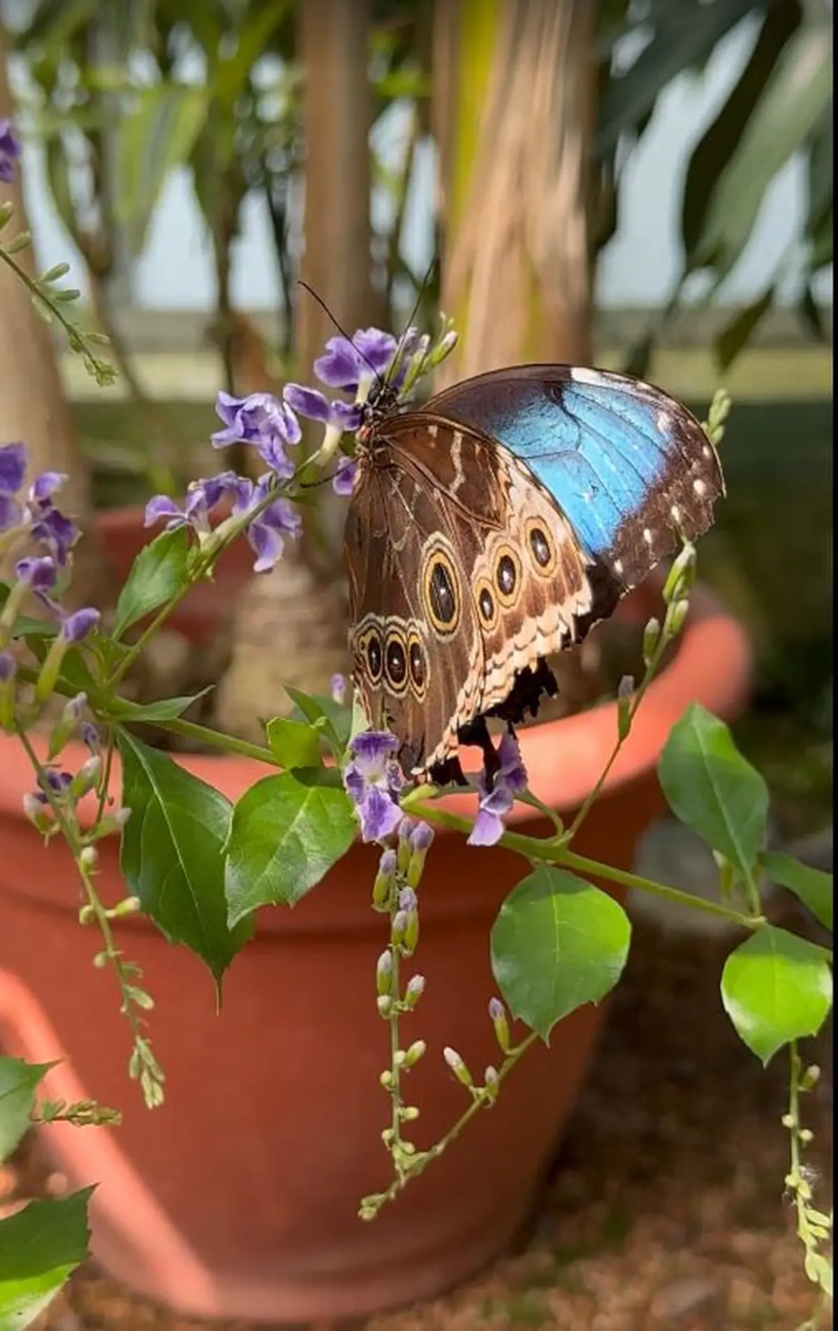 Jardin des Papillons
