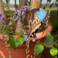 Jardin des Papillons &copy; Céline Zimmermann