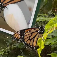 Jardin des Papillons &copy; Céline Zimmermann