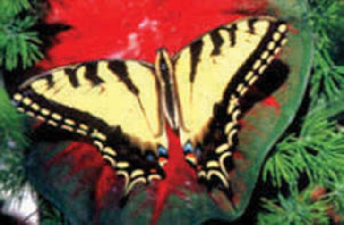 Toutes les couleurs sont au Jardin des Papillons en Alsace