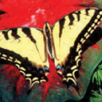 Toutes les couleurs sont au Jardin des Papillons en Alsace &copy; Droits réservés