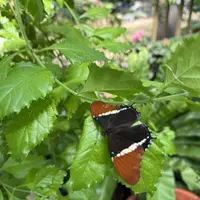Jardin des Papillons &copy; Céline Zimmermann