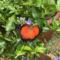 Jardin des Papillons &copy; Céline Zimmermann