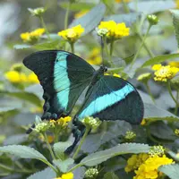 Le Jardin des Papillons d'Hunawihr en Alsace abrite de prestigieux hôtes volants  &copy; Droits réservés