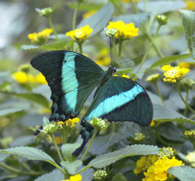 Le Jardin des Papillons d\'Hunawihr en Alsace abrite de prestigieux hôtes volants 