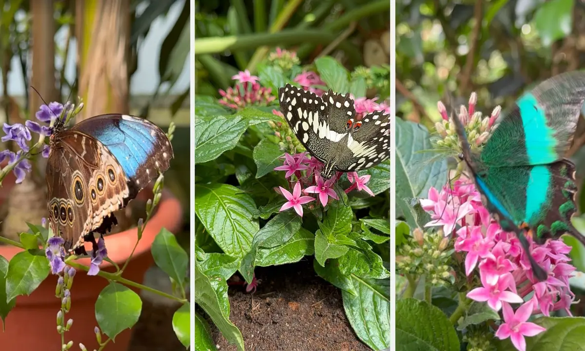 Jardin des Papillons