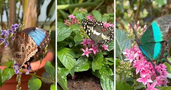 Le paradis des papillons 🦋