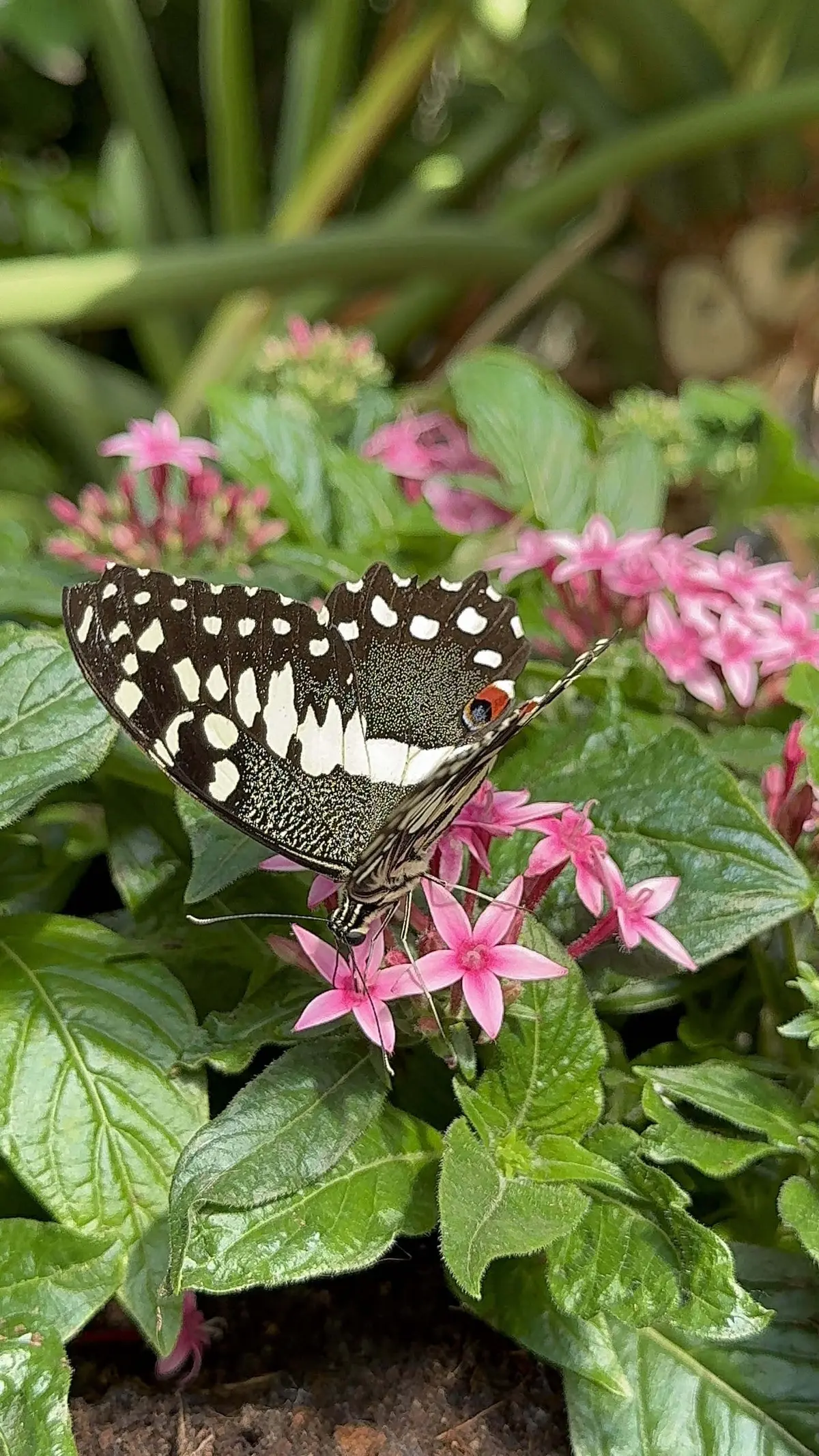 Jardin des Papillons