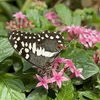 Jardin des Papillons &copy; Céline Zimmermann