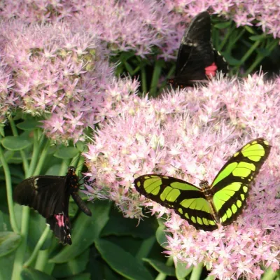 Le Jardin des Papillons : un paradis pour les petits, un émerveillement pour les grands