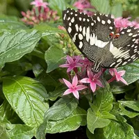 Jardin des Papillons &copy; Céline Zimmermann