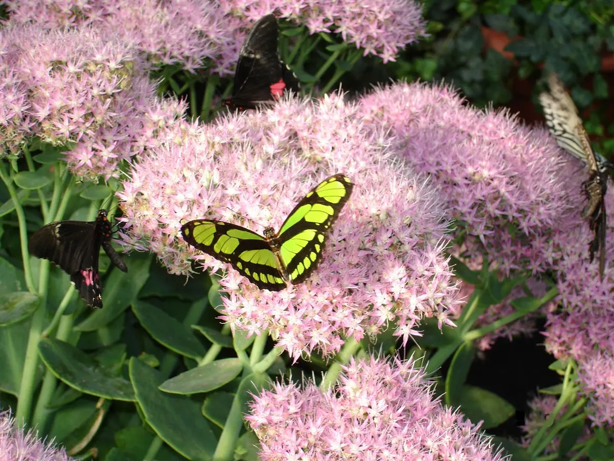Jardin des Papillons