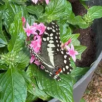 Jardin des Papillons &copy; Céline Zimmermann