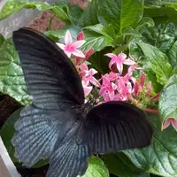 Jardin des Papillons &copy; Céline Zimmermann