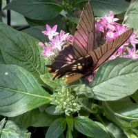 Jardin des Papillons &copy; Céline Zimmermann