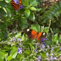 Jardin des Papillons &copy; Céline Zimmermann