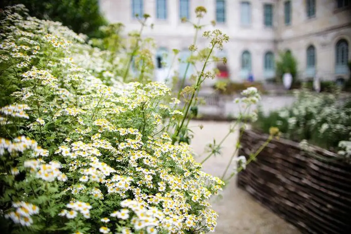 Jardin des plantes médicinales de l'Hôtel-Dieu-Le-Comte - JEP 2026