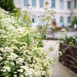 Jardin des plantes médicinales de l'Hôtel-Dieu-Le-Comte - JEP 2026
