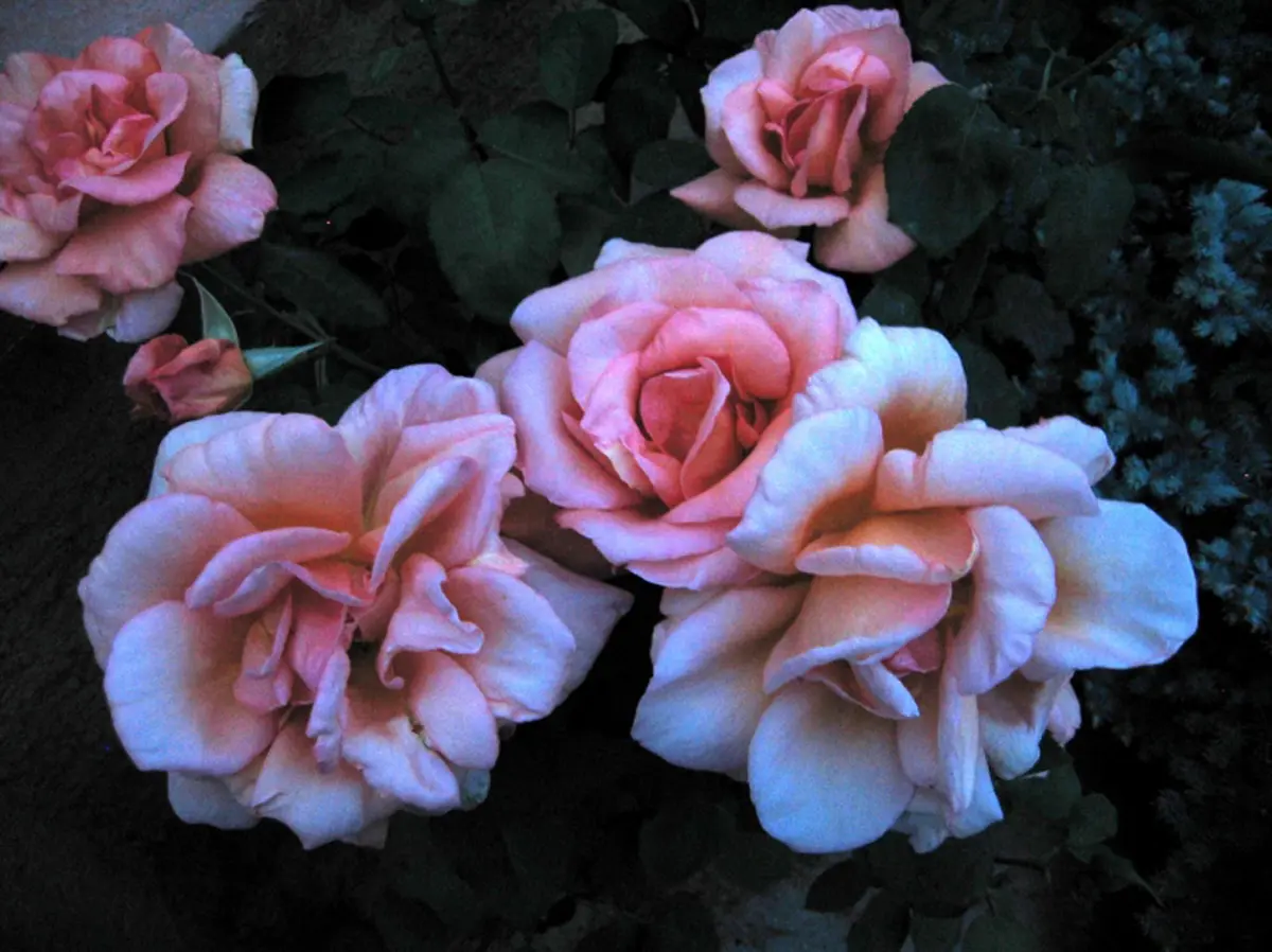 Le Landhaus Ettenbühl est le paradis des roses